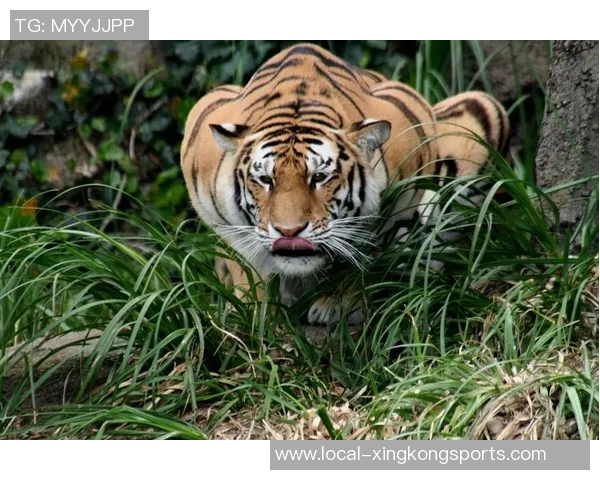美洲狮与老虎大学的精彩对决探秘猎豹之王的校园传奇